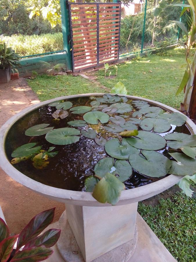 Waterway Garden Villa Polonnaruwa Eksteriør billede
